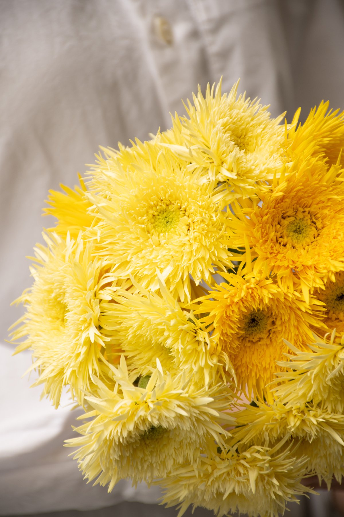 原種ガーベラ　黄色他 原種ガーベラ 黄色他 ガーベラの種類 | 元気なガーベラを生産している