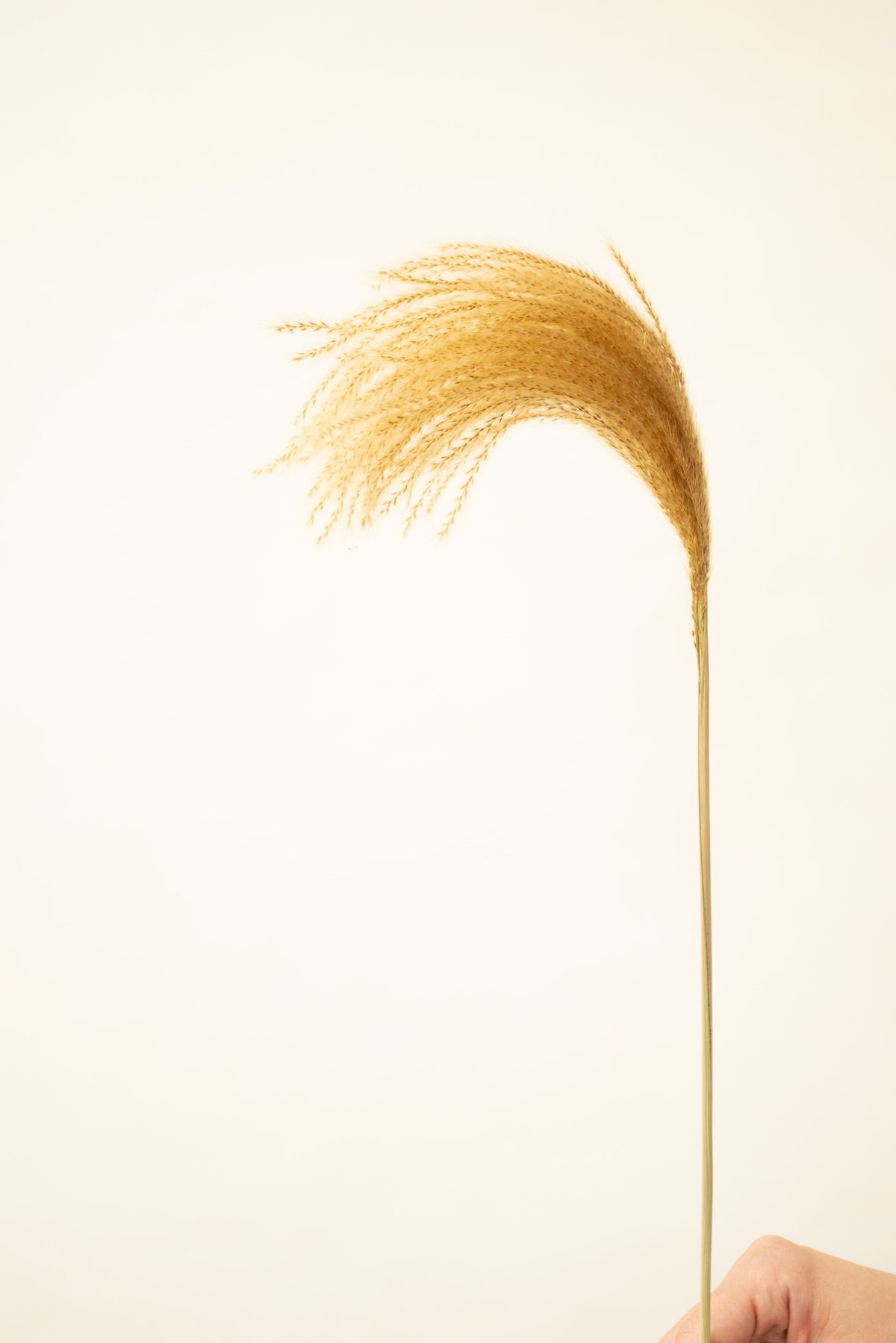 Sale　c  ススキドライフラワー　オギ　ヨシ 034-08346.jpg