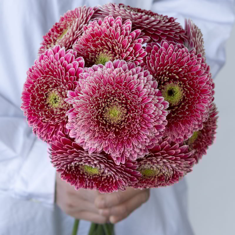 ガーベラ「ジェイジェイ」「リモリモ」 | tokyo_shokubutsu_zufu