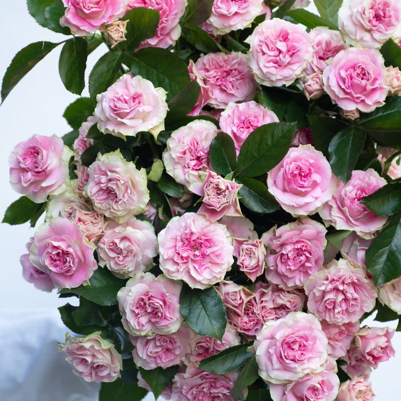 SPバラ「ブライダルマカロン」 | tokyo_shokubutsu_zufu