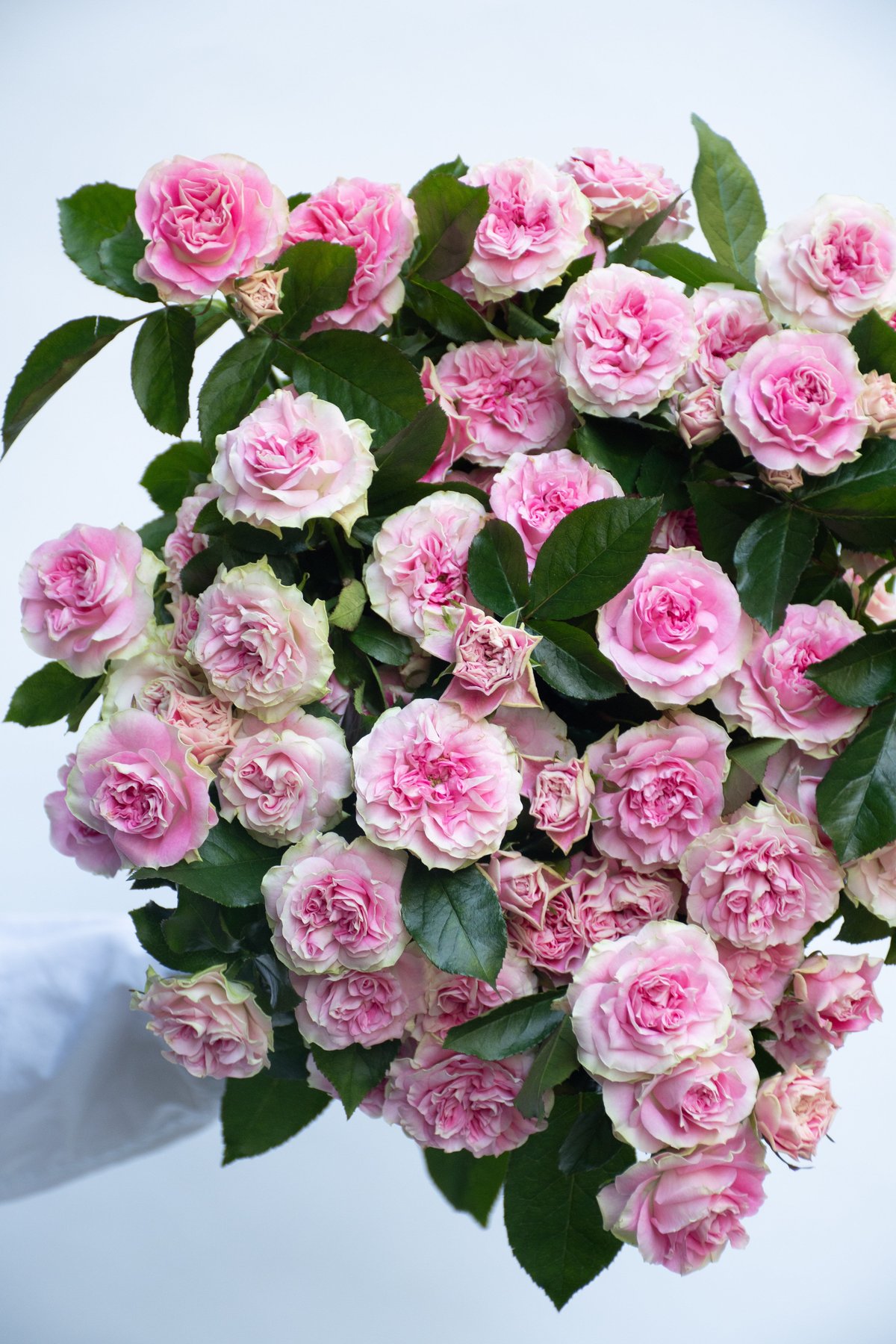 SPバラ「ブライダルマカロン」 | tokyo_shokubutsu_zufu