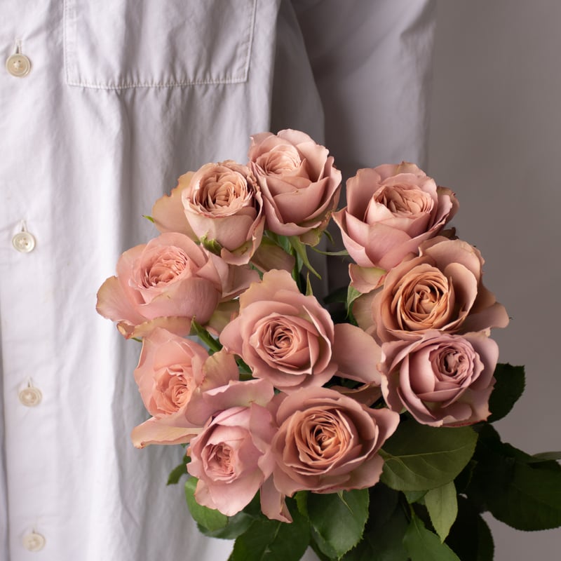 バラ「堀木園芸 リーズン」 | tokyo_shokubutsu_zufu