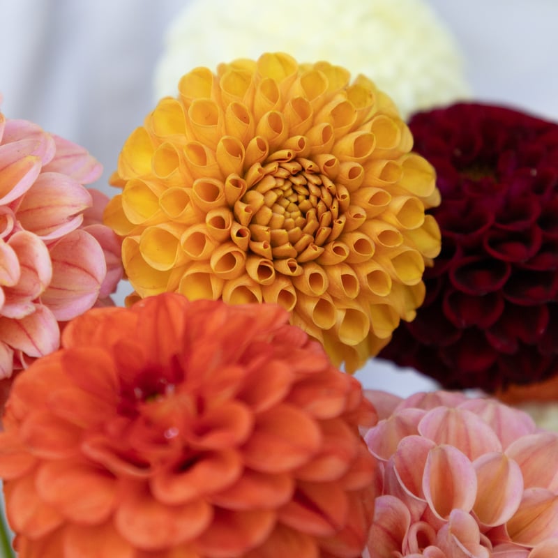 ダリア（感謝） ダリア（感謝） ダリア（感謝） Gracias/ダリア(ワイン)M BIGフラワー