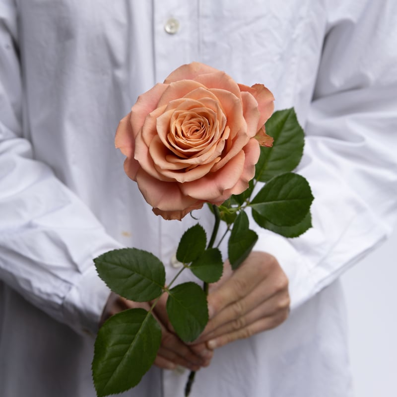 バラ「堀木園芸 オリエンタルキュリオサ」 | tokyo_shokubutsu_zufu