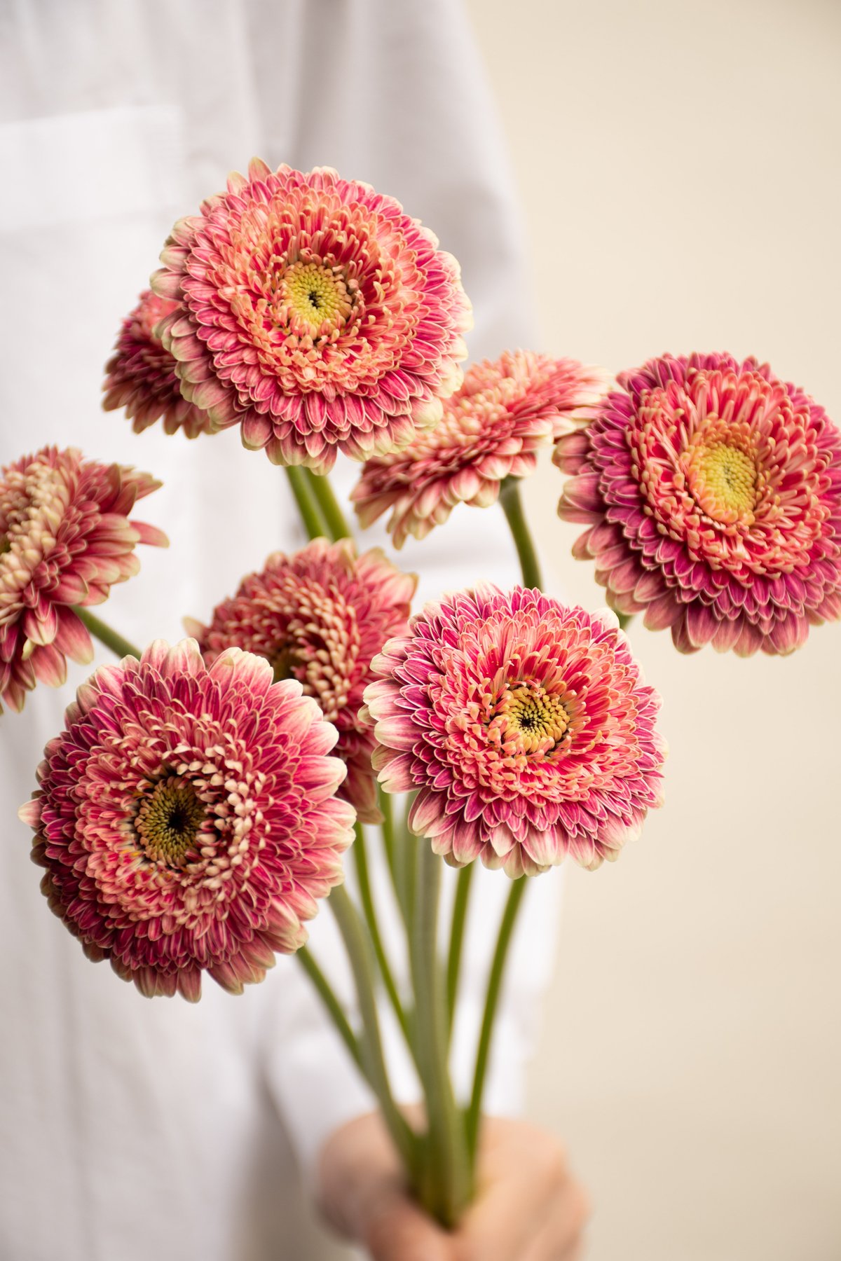 【専用】ビーズフラワー❋バラ、カーネ、ガーベラ❋ 専用】ビーズフラワー❋バラ、カーネ、ガーベラ❋ 【公式通販】