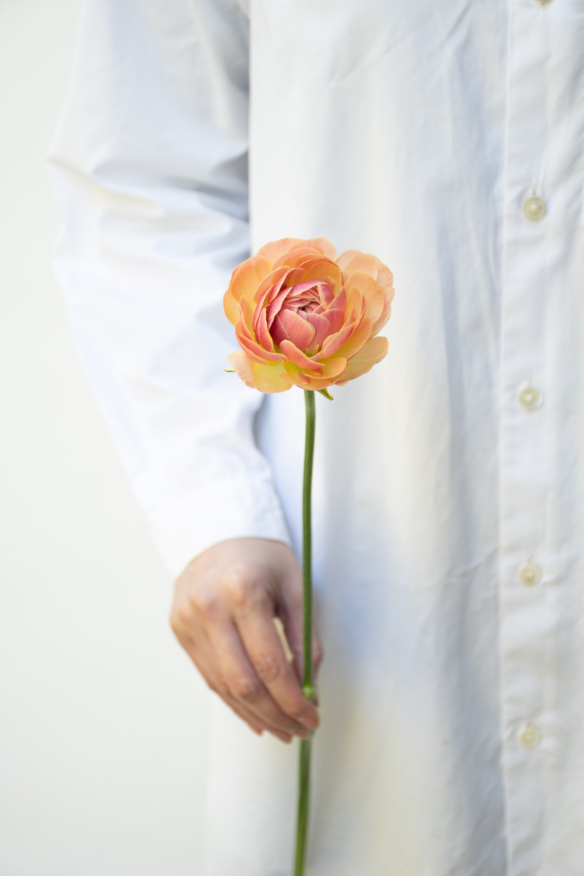 ラナンキュラス「テーセラ」 | tokyo_shokubutsu_zufu