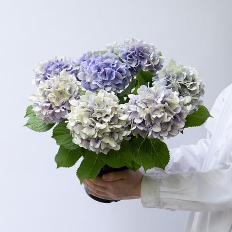 アジサイ「アンティーク　ハミングブルー」