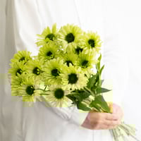 アカシア「ミモザ」 | tokyo_shokubutsu_zufu