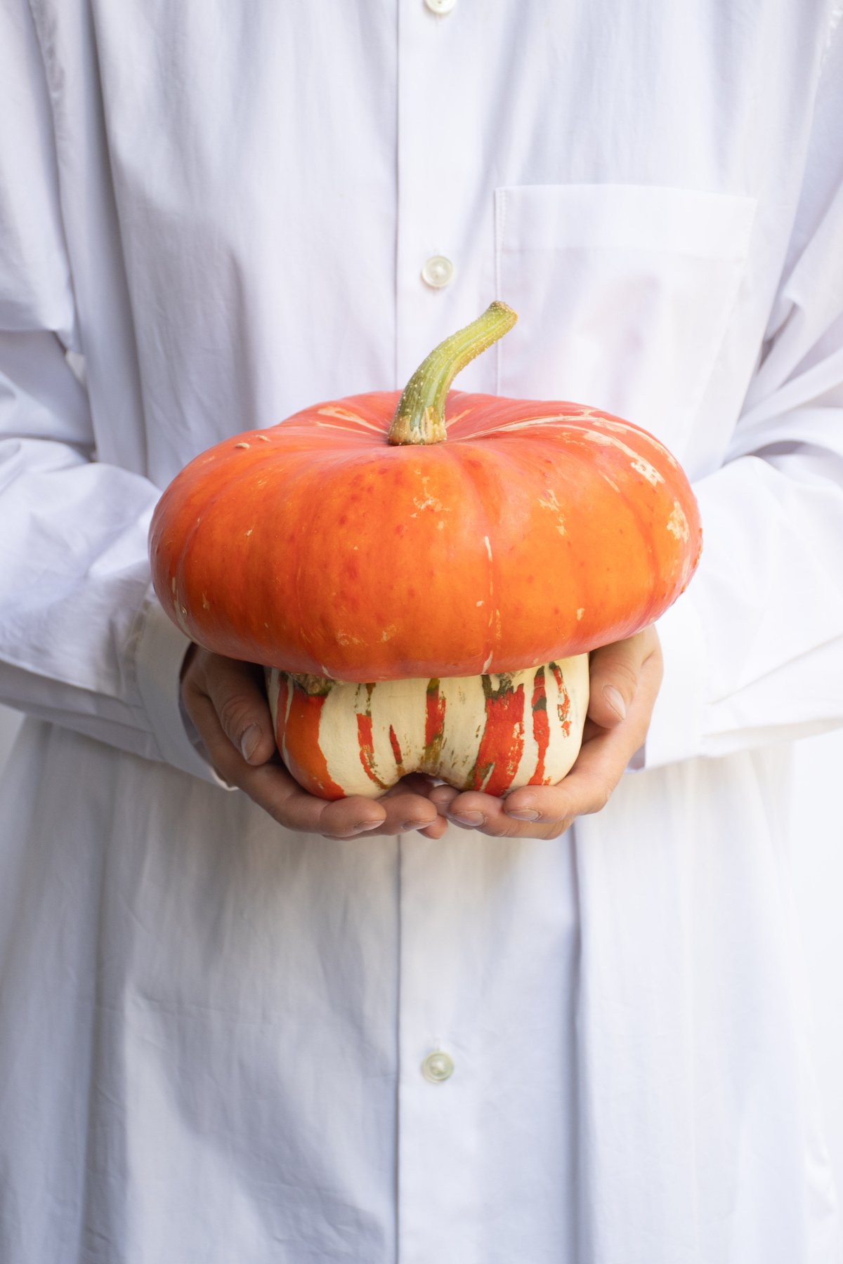 カボチャ「ターバン」 | tokyo_shokubutsu_zufu