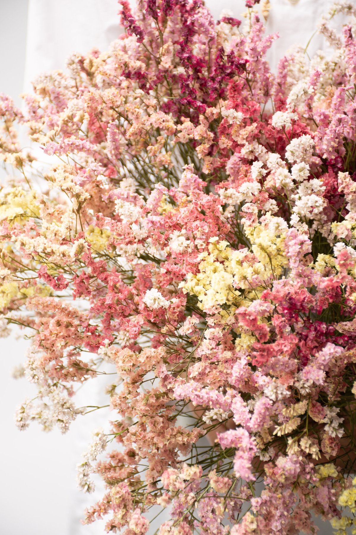 ドライフラワー「リモニュームミックス」大 | tokyo_shokubutsu_zufu