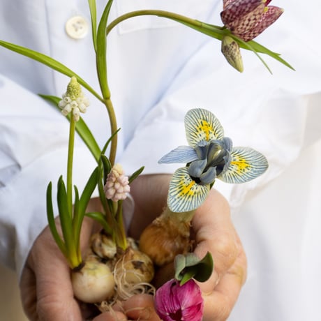 feltico×東京植物図譜「ムスカリのブローチ＋球根ミックス」
