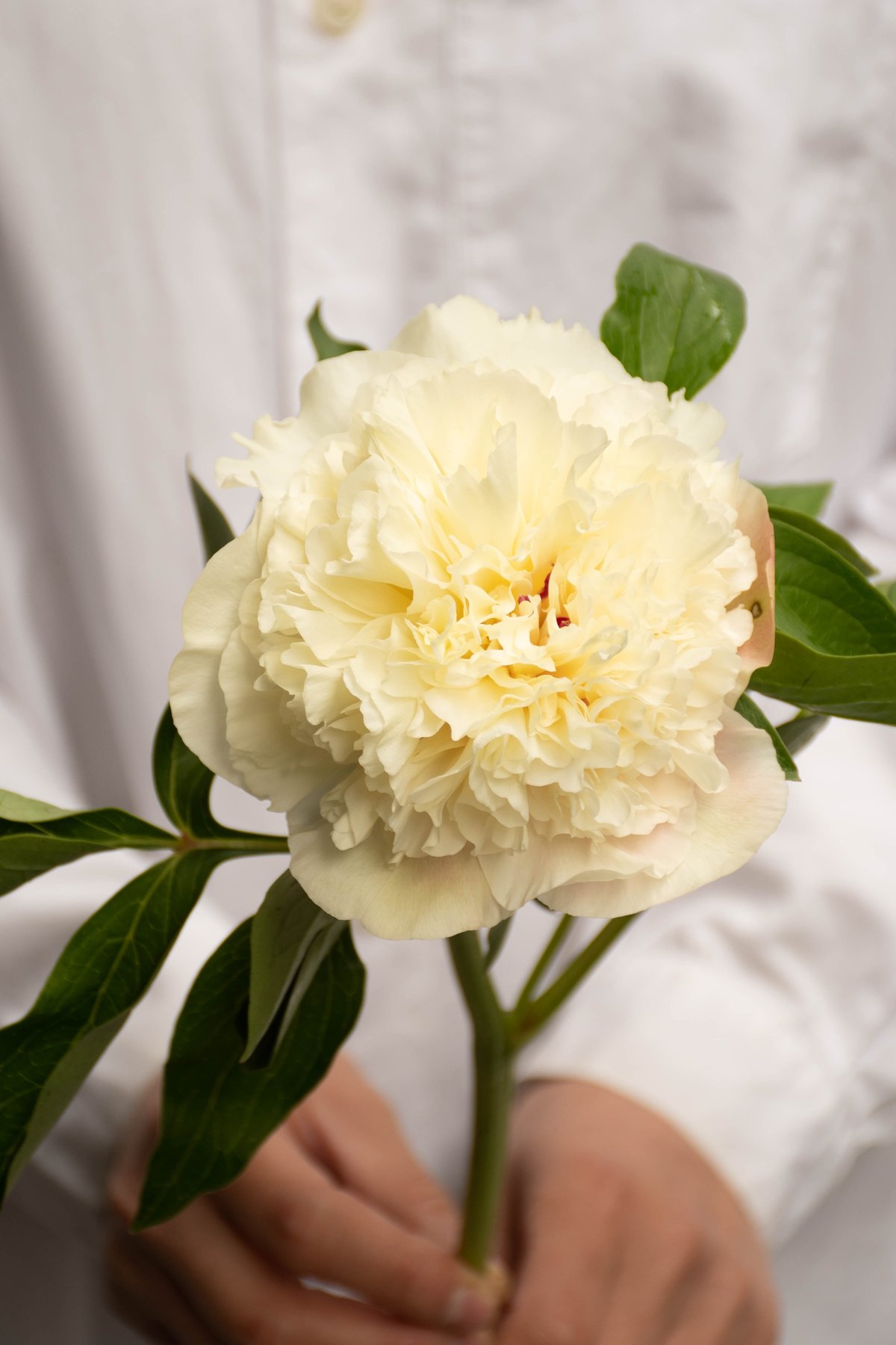 シャクヤク「ルイスチョイス」 | tokyo_shokubutsu_zufu