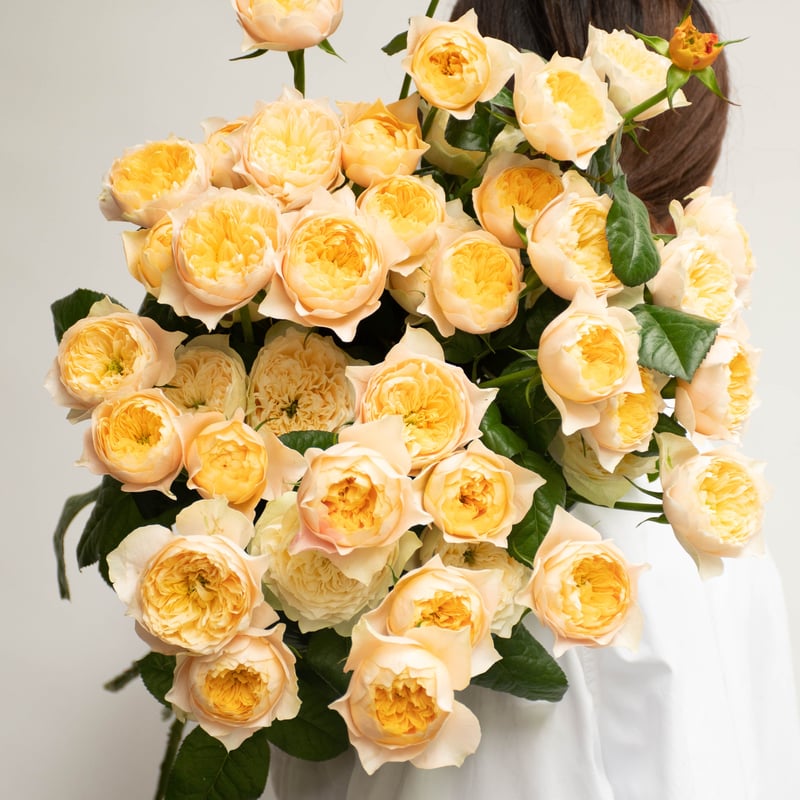 蓮の葉　パート・ド・ヴェール　額 バラ「ゴールデンハート」 | tokyo_shokubutsu_zufu