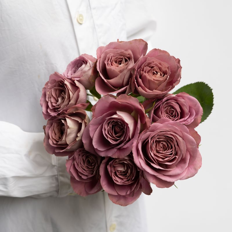 堀木園芸「シャドウオブザデイ」 | tokyo_shokubutsu_zufu