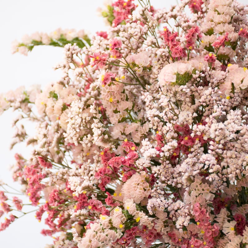 スターチス「オレンジカレント」 | tokyo_shokubutsu_zufu