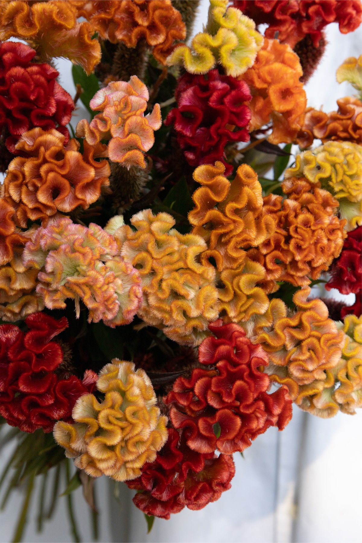 ぶーばる　ケイトウ 1_000000007764.jpg?1759225424