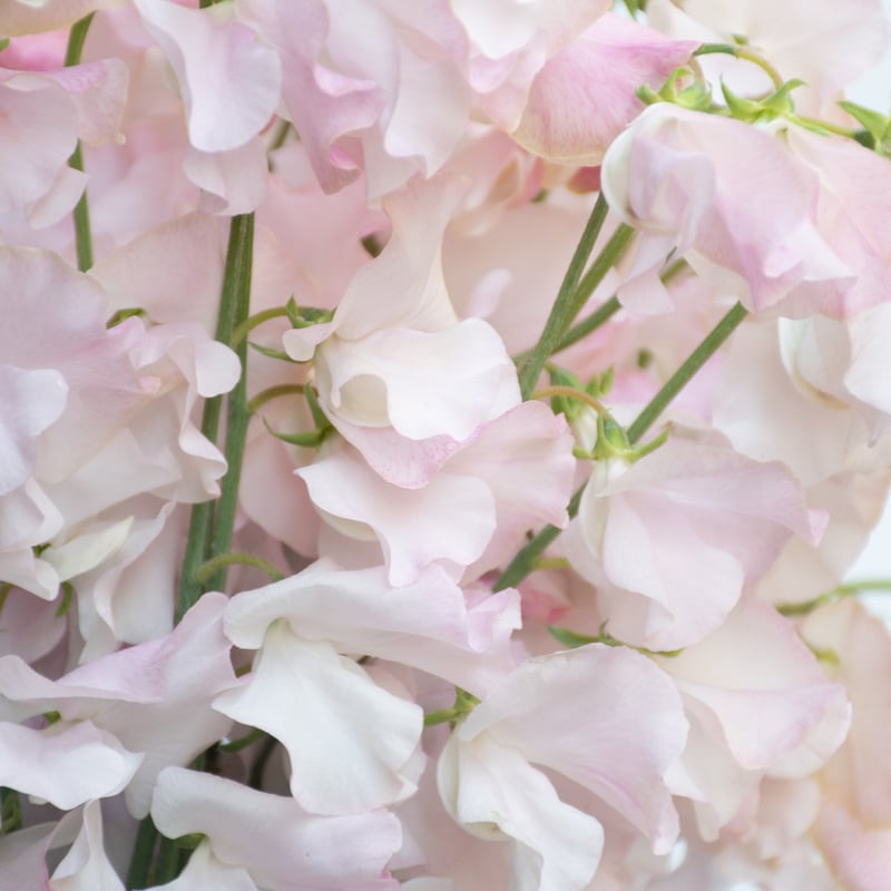 スイトピー「ペッシュ」 | tokyo_shokubutsu_zufu 