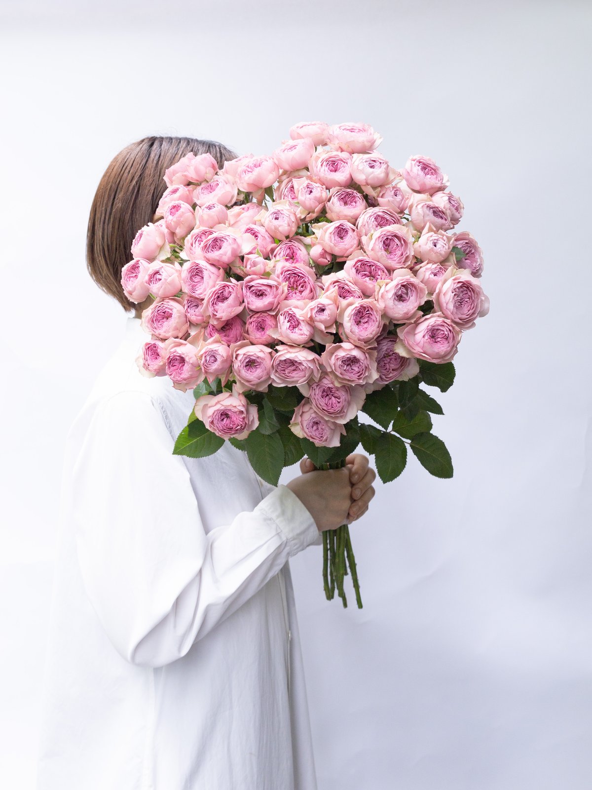 SPバラ「モーブティアラ」 | tokyo_shokubutsu_zufu