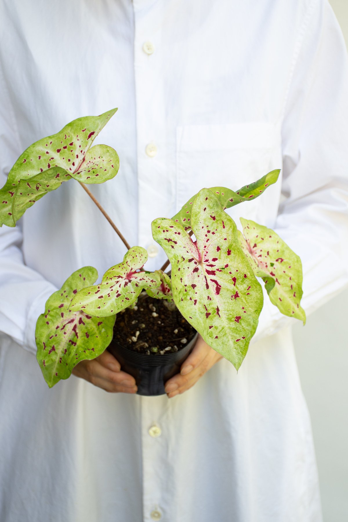 カラジューム　カモフラージュ　抜き苗　第４種発送 カラジウム(カラジューム) カモフラージュ 4号(個体おまかせ1鉢