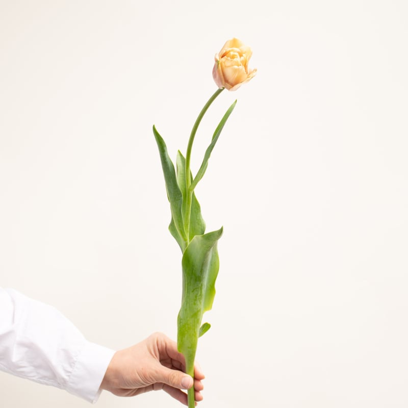 チューリップ「ラ・ベルエポック」 | tokyo_shokubutsu_zufu