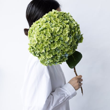 アジサイ「翠玉」