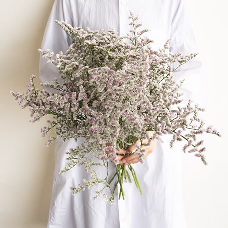 CATEGORY スターチス | tokyo_shokubutsu_zufu