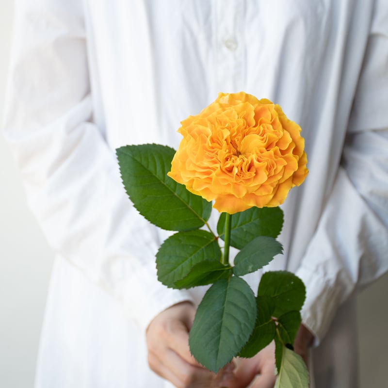 バラ「マンゴーリーバ」 | tokyo_shokubutsu_zufu