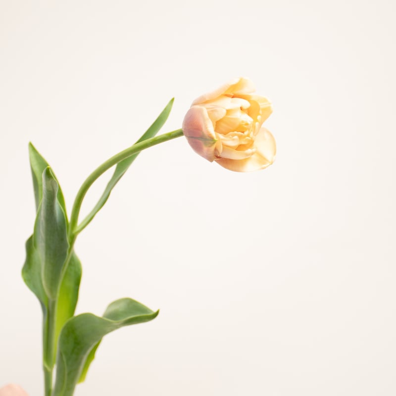 チューリップ 1-8547-03 スクリューキャップチューブ 1.5mL（自立型）1箱（500本入