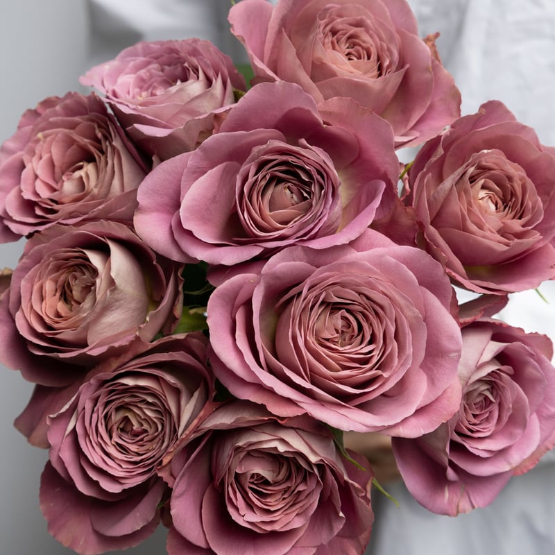 堀木園芸「シャドウオブザデイ」 | tokyo_shokubutsu_zufu