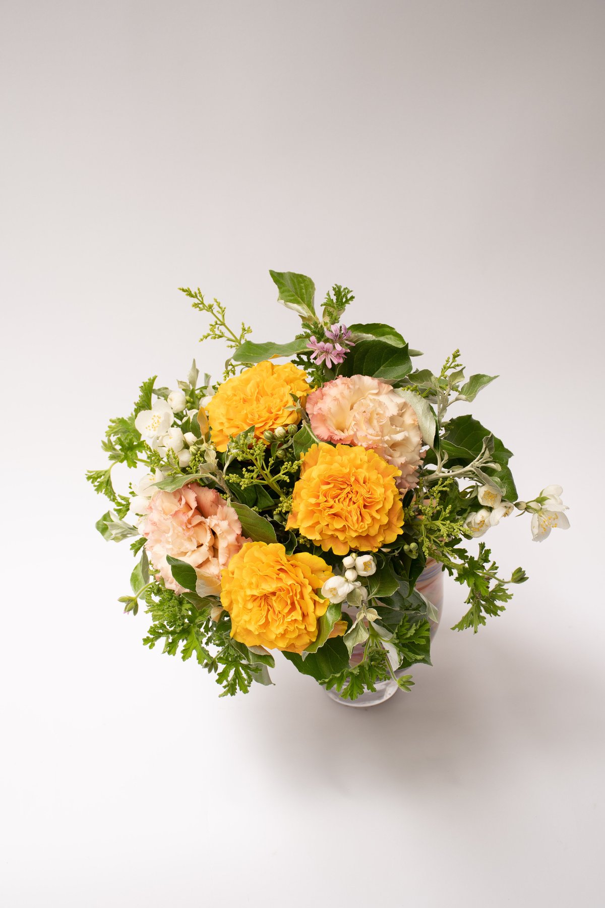 バラ「マンゴーリーバ」 | tokyo_shokubutsu_zufu