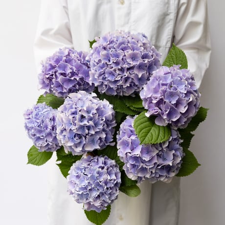 CATEGORY 鉢物 | tokyo_shokubutsu_zufu