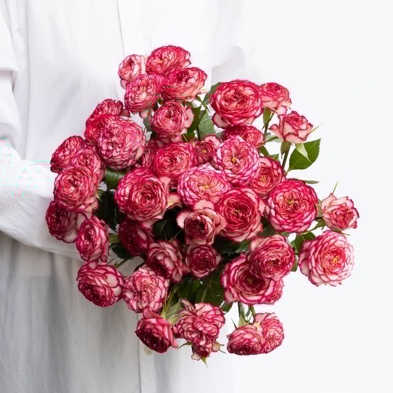 バラ売り専用 バラ「ラミネートローズバー」 | tokyo_shokubutsu_zufu