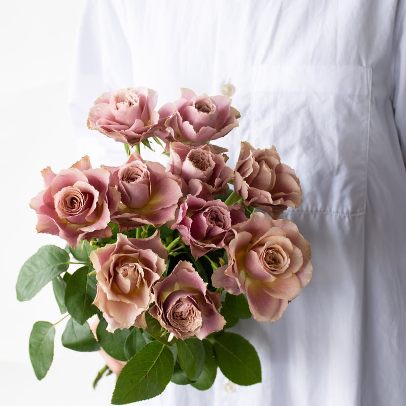 バラ「堀木園芸 テーブルフォートゥー」 | tokyo_shokubutsu_zufu