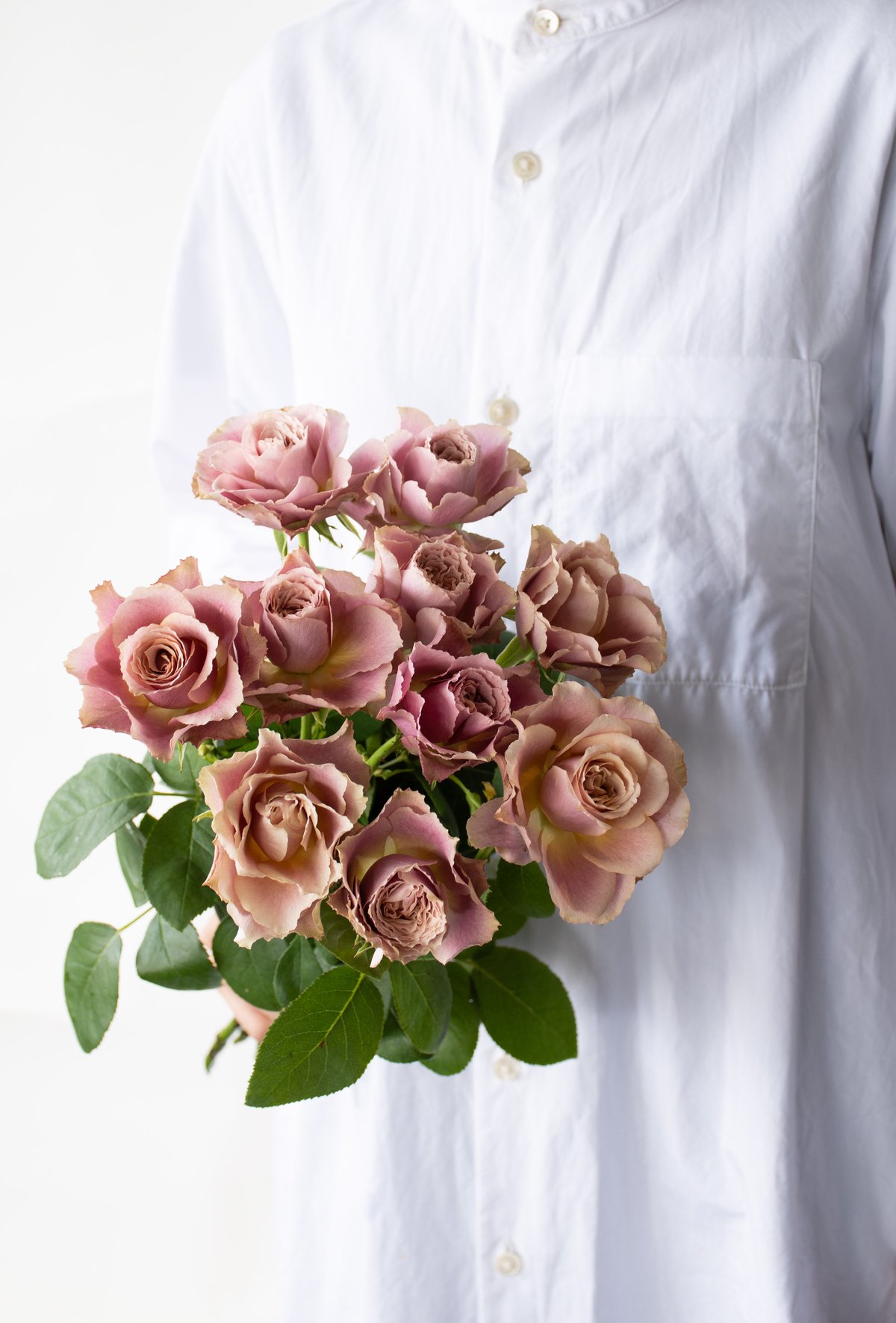 バラ「堀木園芸 テーブルフォートゥー」 | tokyo_shokubutsu_zufu