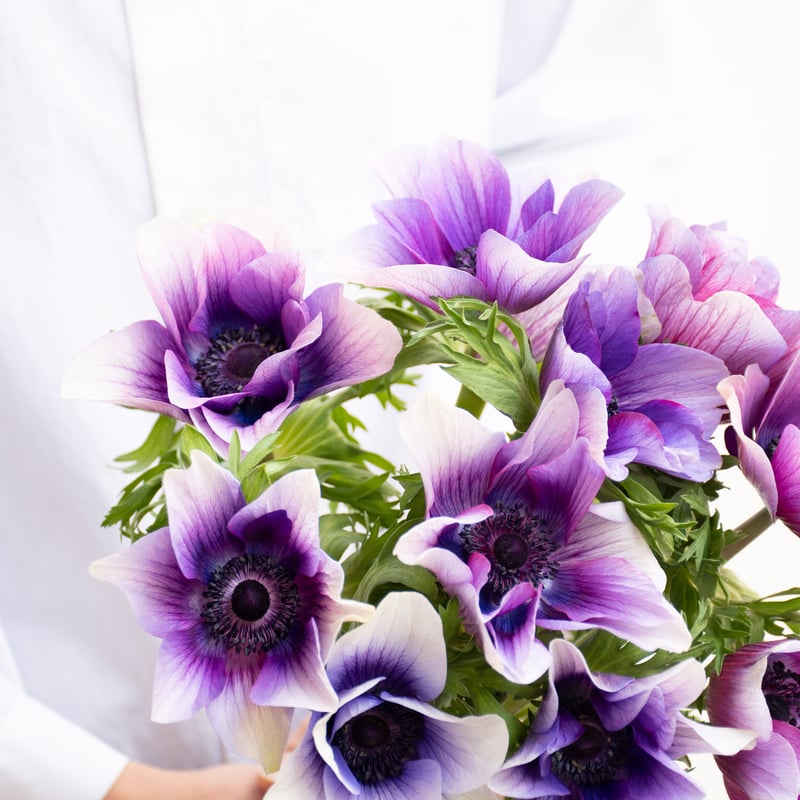 【特別付録付き】anemone アネモネ 2016年 December 特別付録付き】anemone アネモネ 2016年 December 特別付録付き