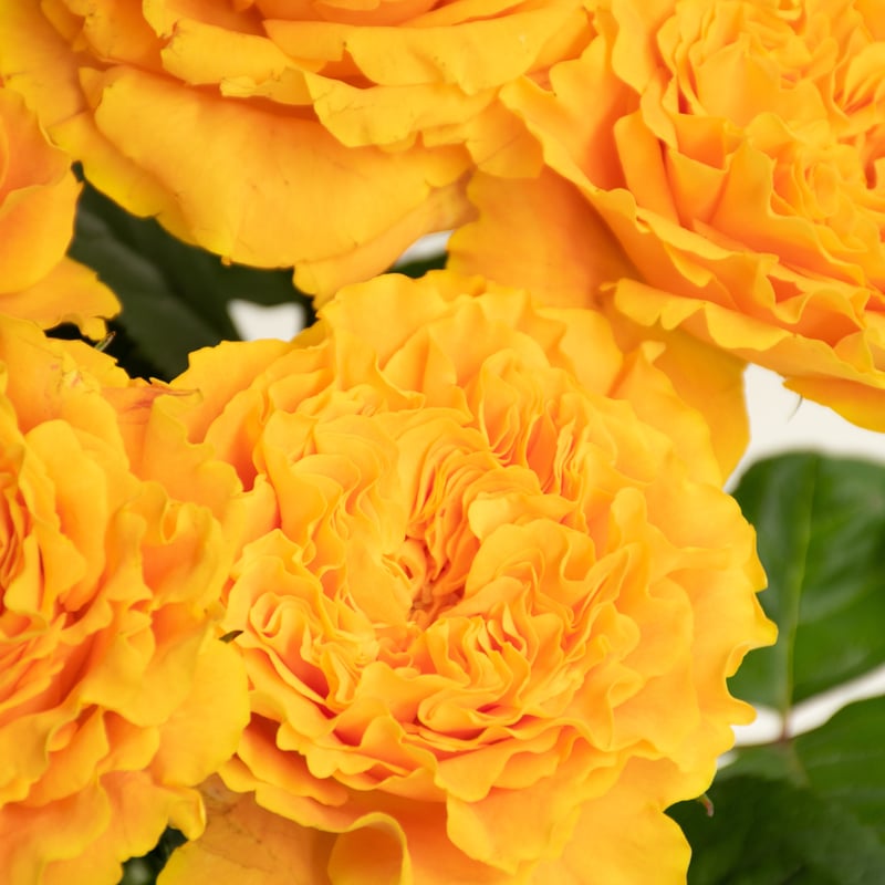 バラ「マンゴーリーバ」 | tokyo_shokubutsu_zufu