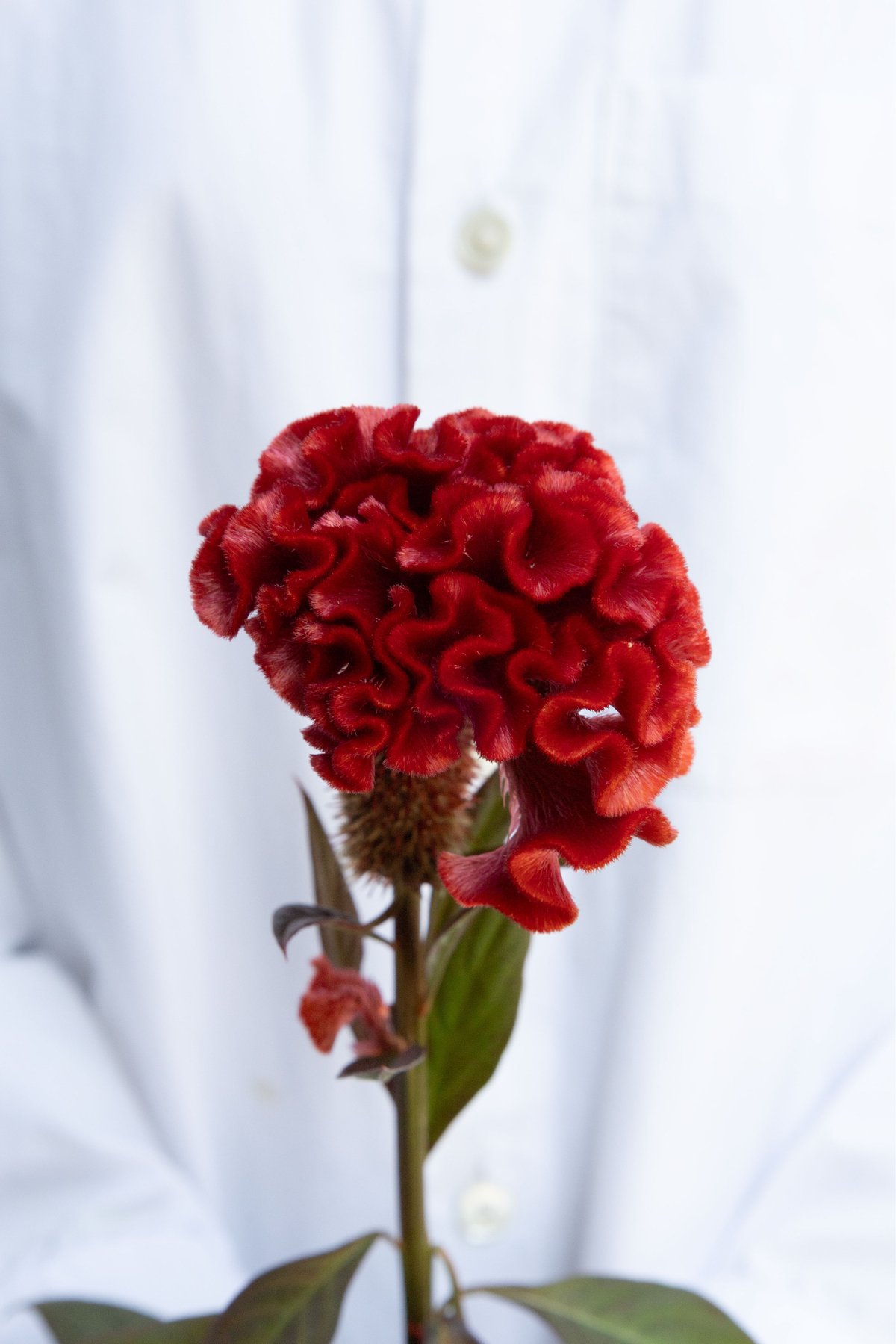 ぶーばる　ケイトウ 1_000000007764.jpg?1759225424