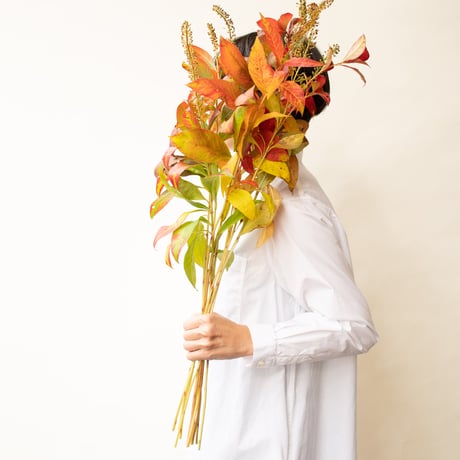 トラノオ「紅葉」