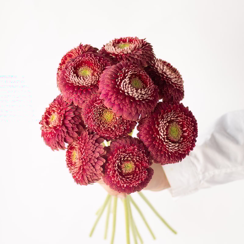 ガーベラ「バレージ」 | tokyo_shokubutsu_zufu