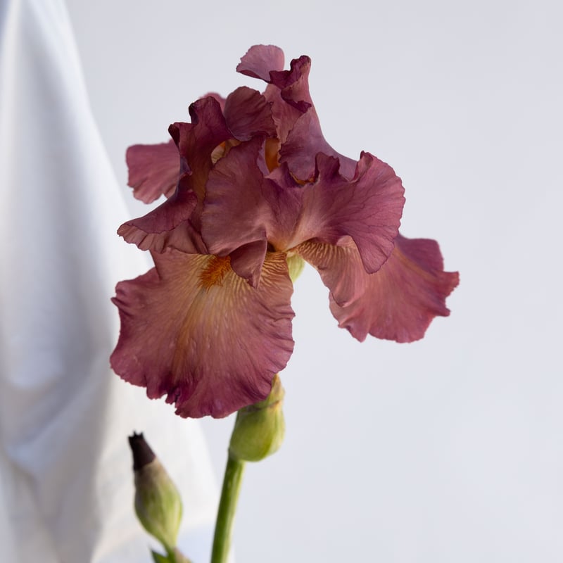 ジャーマンアイリス「ミックス」 | tokyo_shokubutsu_zufu