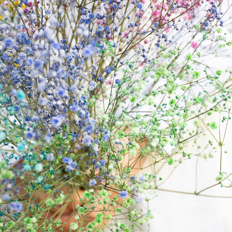 かすみ草ドライフラワー　小春日和 ドライフラワー 花材 素材 かすみ草✿3本セット ドライフラワー