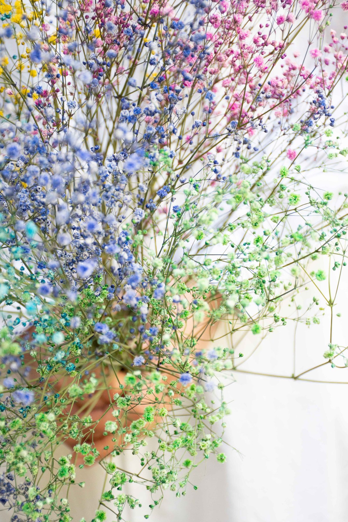 白&染かすみ草ドライフラワー 楽天市場】ドライフラワー 花材 とりよせ品 カスミソウ クリーム