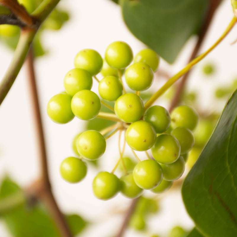 サンキライ | tokyo_shokubutsu_zufu