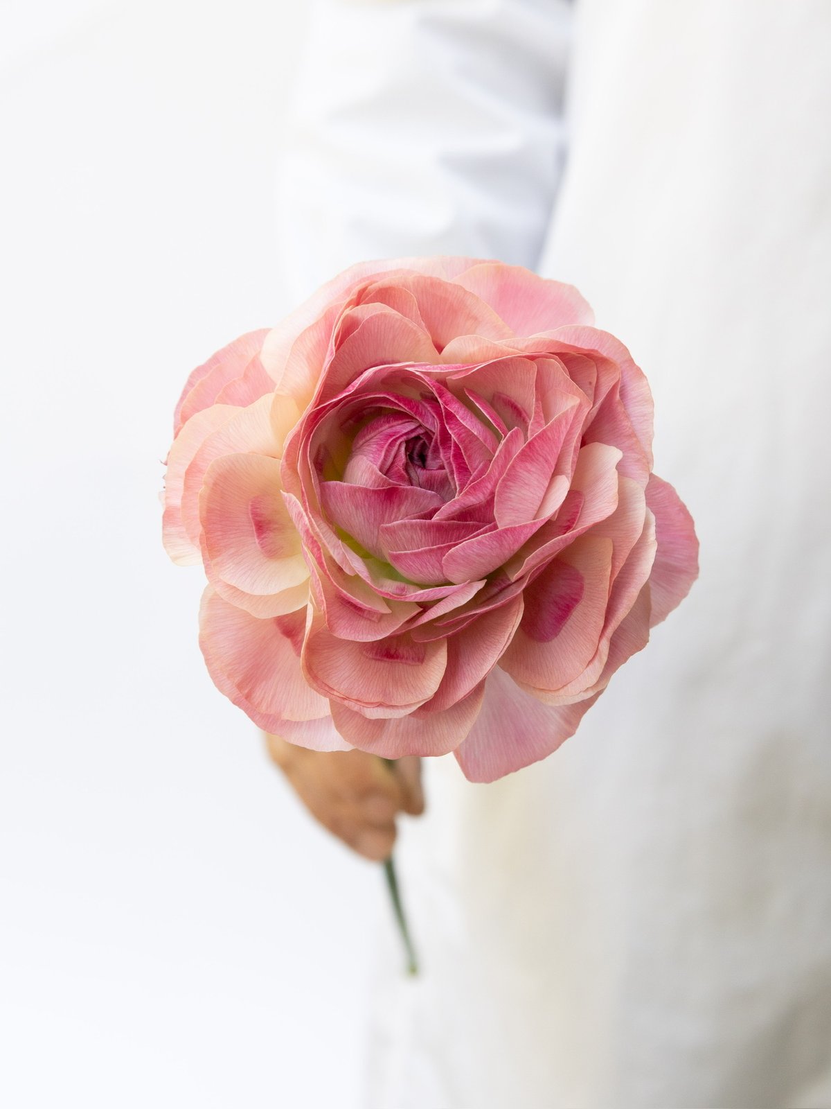 クリーム色 ラナンキュラス アートフラワー　34せたット クリーム色 ラナンキュラス アートフラワー 34せたット│tabi-station