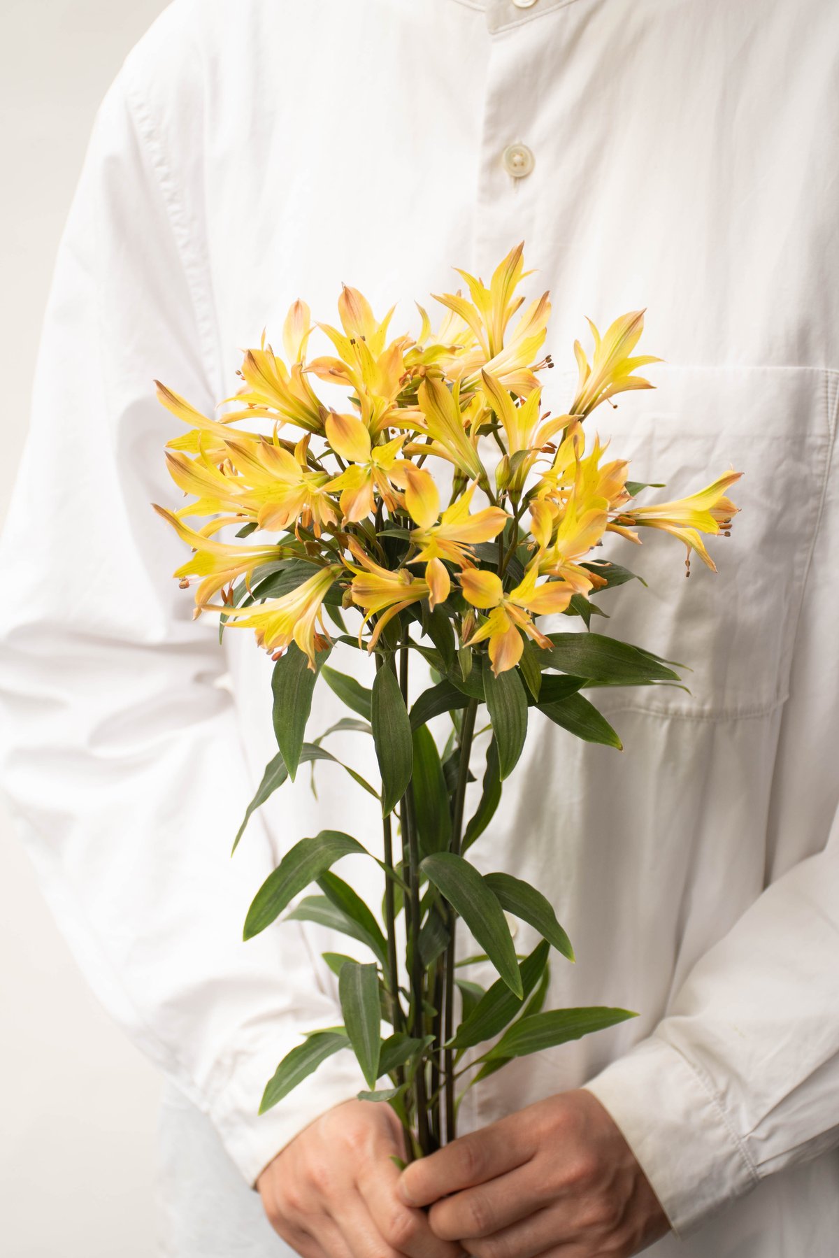 三宅さんの「アルストロミックス」 | tokyo_shokubutsu_zufu