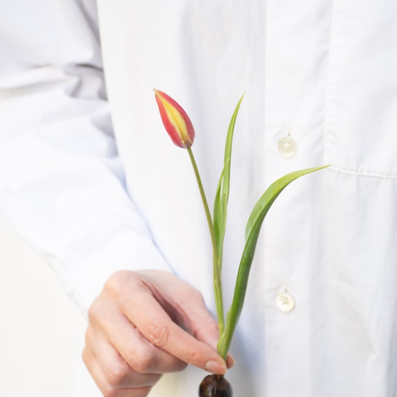 チューリップ「レディジェーン」「シンシア」 | tokyo_shokubutsu_zufu