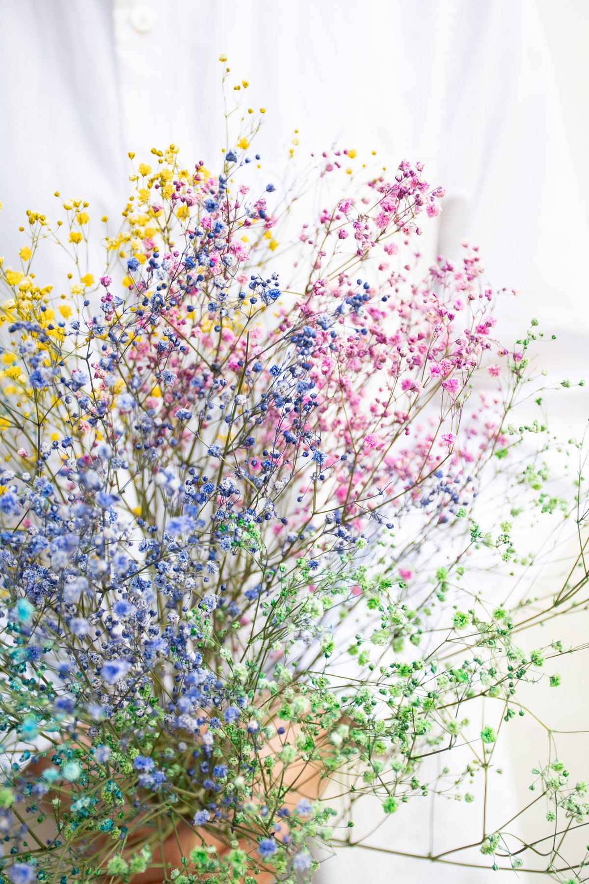 ドライフラワー「カスミソウ染め」 | tokyo_shokubutsu_zufu