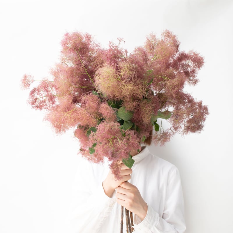 【現品】z2スモークツリー　5号　ピンク 現品】z2スモークツリー 5号 ピンク スモークツリー「赤ピンク