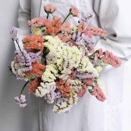 エンゼルクリスタル｜ハナスタが提供する切花の画像検索サイト 生花