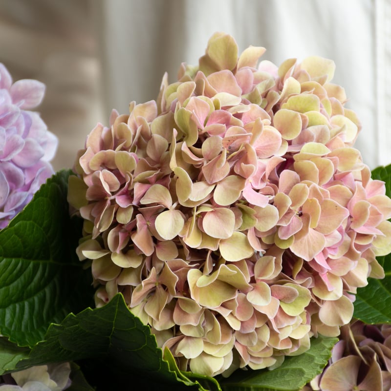 アジサイ「アンティークミックス」 | tokyo_shokubutsu_zufu